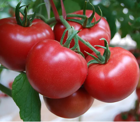 3 Ton Per Hour Tomato Ketchup Production Line For Fast Food