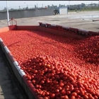 Tomato Paste Production Line For 50 Tones Per Day Processing Machine Turnkey Solutions